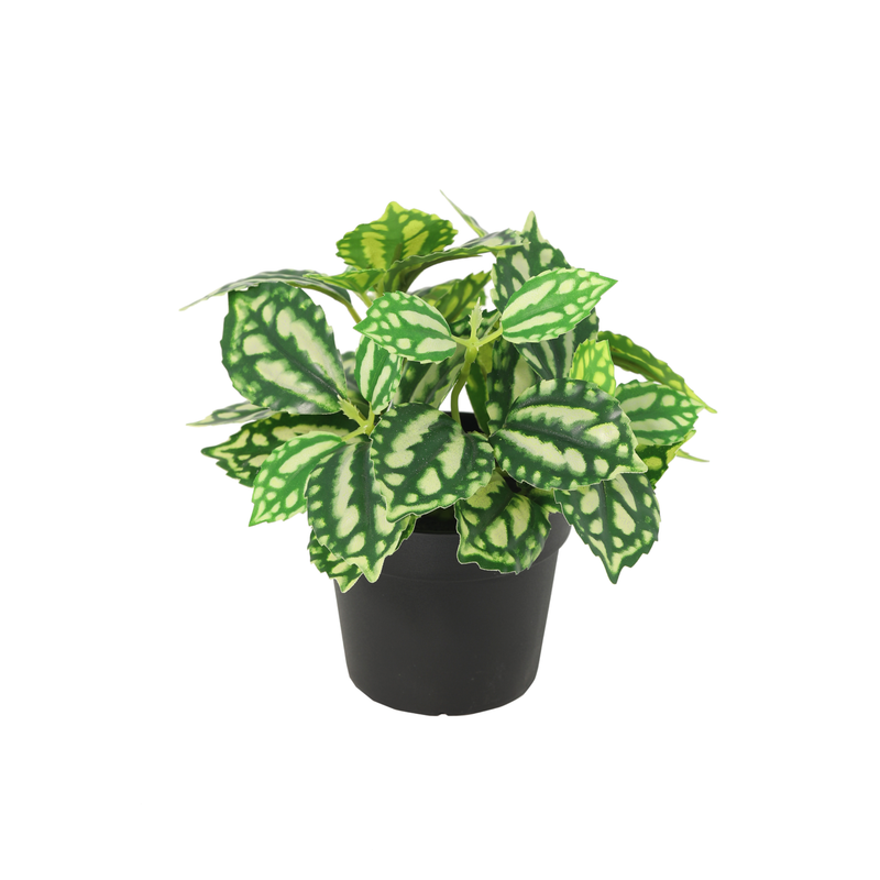 





Verrassingsbox | 12 mini kunstplanten - Afbeelding 10
