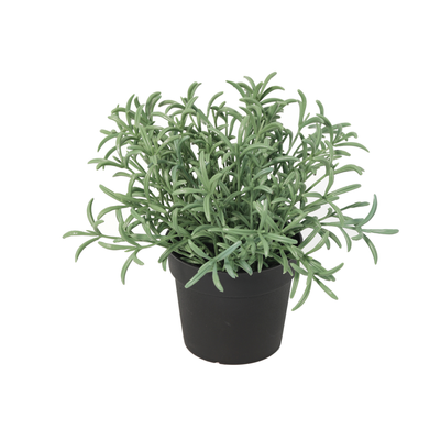 Konstväxt Helichrysum Italicum | 18cm