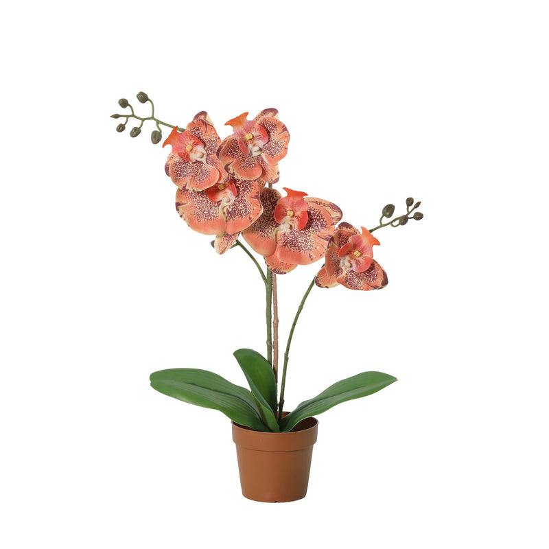 





Kunstplant Orchidee Phalaenopsis Oranje | 41cm - Afbeelding 8
