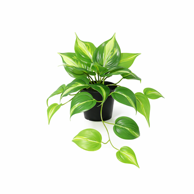 Konstväxt Epipremnum Variegata | 23cm