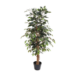 





Konstväxt Ficus Benjamina | 130cm - Afbeelding 4
 thumbnail