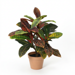 





Umelá rastlina Croton | 40cm - Afbeelding 6
 thumbnail