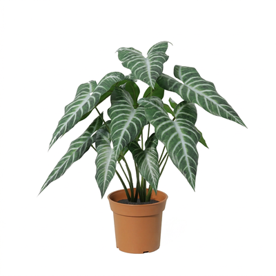Kunstplant Alocasia Polly | 49cm
