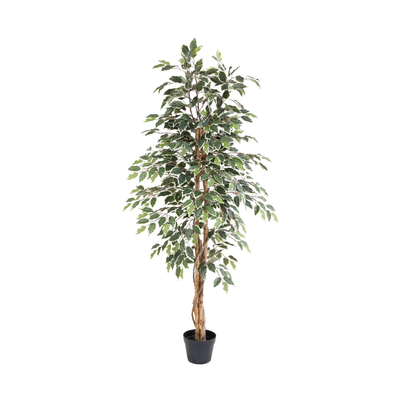 Kunstplant Ficus Benjamina Variegata | 160cm