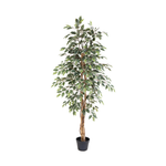 





Sztuczna Roślina Ficus Benjamina Variegata | 160cm - Afbeelding 8
 thumbnail