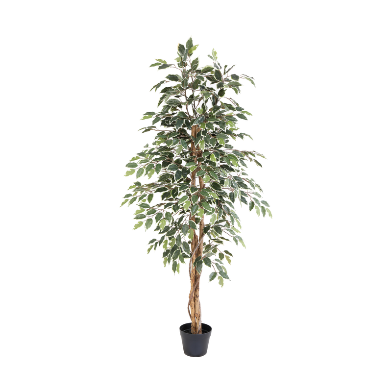 





Sztuczna Roślina Ficus Benjamina Variegata | 160cm - Afbeelding 8

