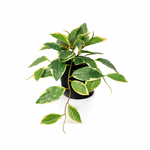 





Kunstpflanze Hoya Variegata | 23cm - Afbeelding 7
 thumbnail