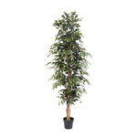 





Konstväxt Ficus Benjamina | 205cm - Afbeelding 5
 thumbnail