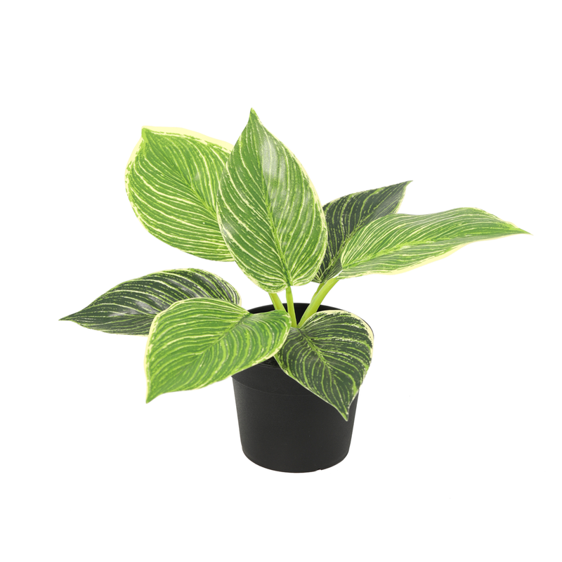 





Green Starter | Startpaket Konstväxter - Afbeelding 5
