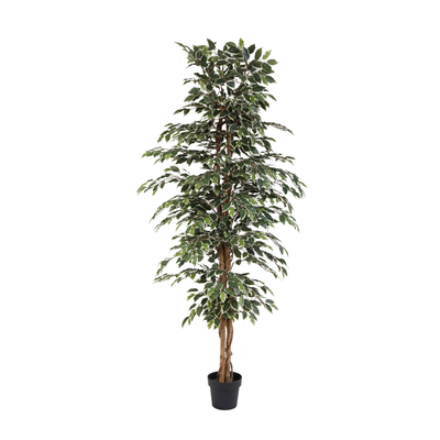 Kunstplant Ficus Benjamina Variegata | 205cm