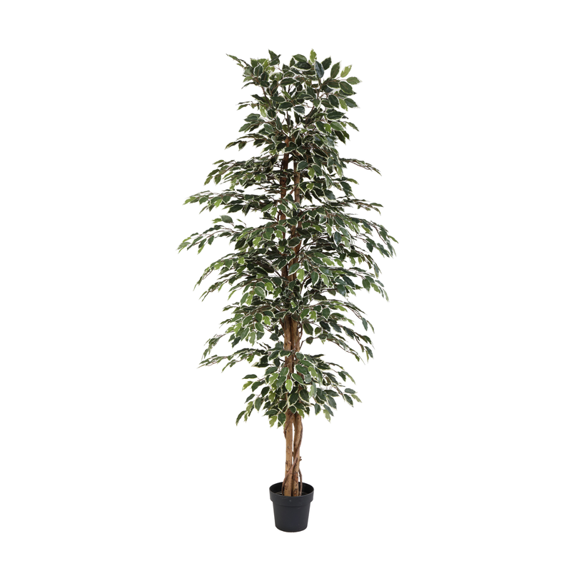 





Kunstpflanze Ficus Benjamina Variegata | 205cm - Afbeelding 8
