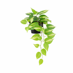 





Sztuczna roślina Epipremnum Variegata | 37cm - Afbeelding 6
 thumbnail