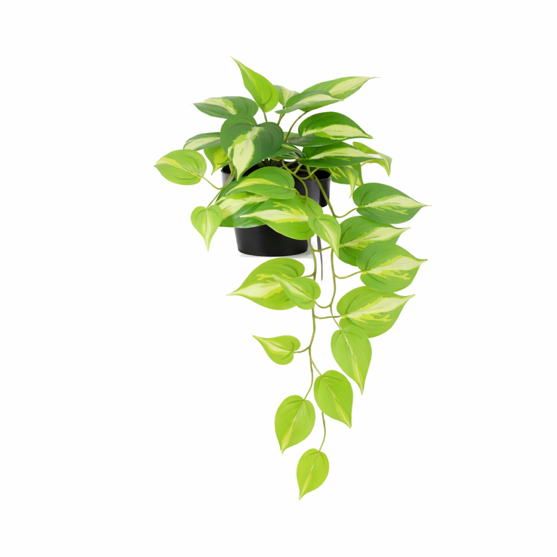 





Sztuczna roślina Epipremnum Variegata | 37cm - Afbeelding 6
