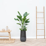 





Vaas Elisa Mystic Earth - Lifestyle foto kunstplant in interieur
 thumbnail
