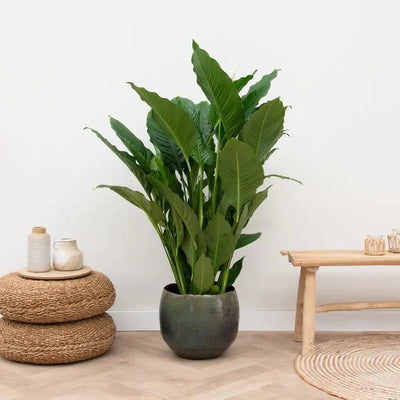 Pot Ellen vintage green