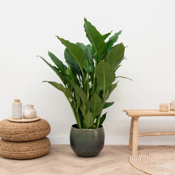 Pot Ellen vintage green