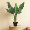 Pianta Artificiale Bananenplant | 80cm