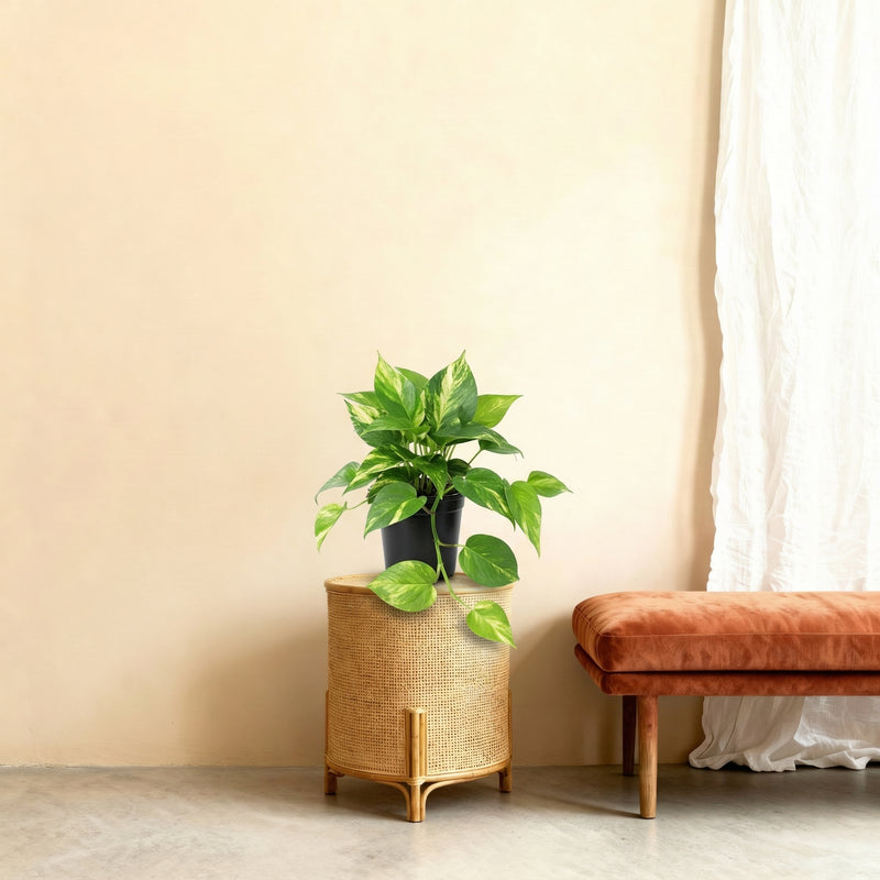 





Kunstpflanze Epipremnum Variegata | 23cm - Afbeelding 5
