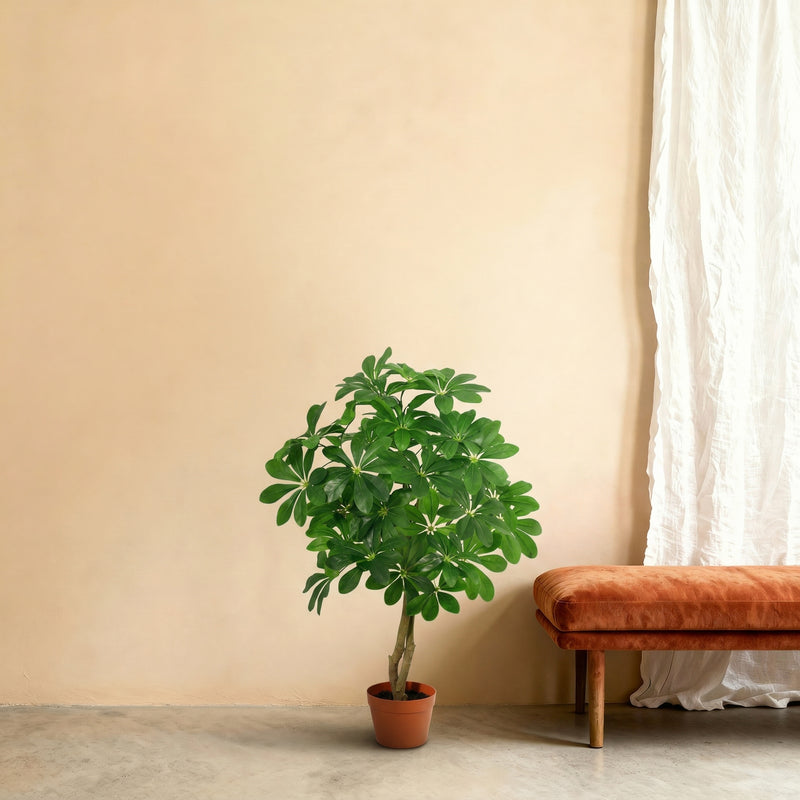 





Kunstpflanze Schefflera Arboricola - Afbeelding 6
