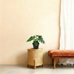 





Artificial Philodendron Xanadu Plant - Afbeelding 6
 thumbnail