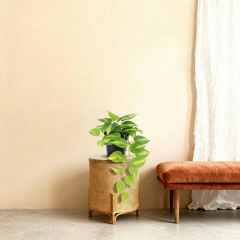 





Sztuczna roślina Epipremnum Variegata | 37cm - Afbeelding 5
