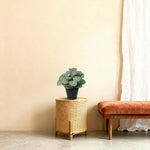 





Kunstpflanze Eucalyptus | 21cm - Afbeelding 7
 thumbnail