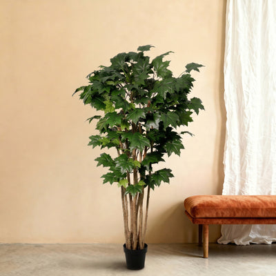 Pianta artificiale Acero | 180cm