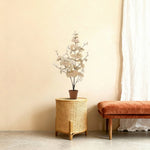 





Kunstpflanze Eucalyptus Wit | 86cm - Afbeelding 6
 thumbnail