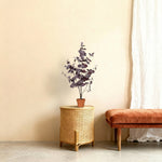 





Kunstpflanze Eucalyptus Paars | 86cm - Afbeelding 5
 thumbnail