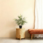 





Sztuczna roślina Bambus | 57cm - Afbeelding 5
 thumbnail