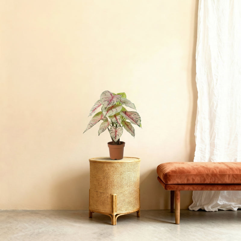 





Umělá rostlina Caladium Bílo Růžové | 57cm - Lifestyle foto kunstplant in interieur
