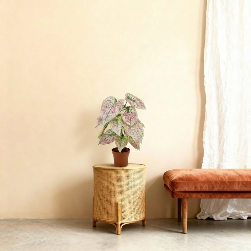 





Umělá rostlina Caladium Zeleno Růžové | 57cm - Afbeelding 5
