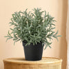 Kunstplant Helichrysum Italicum | 18cm