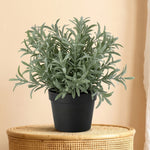 





Plante Artificielle Helichrysum Italicum | 18cm - Premium kunstplant van Florafy
 thumbnail