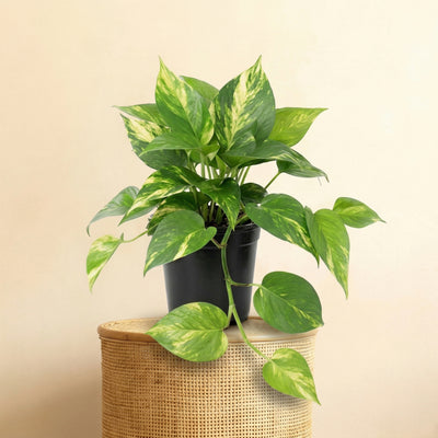 Roślina sztuczna Epipremnum Variegata | 23cm