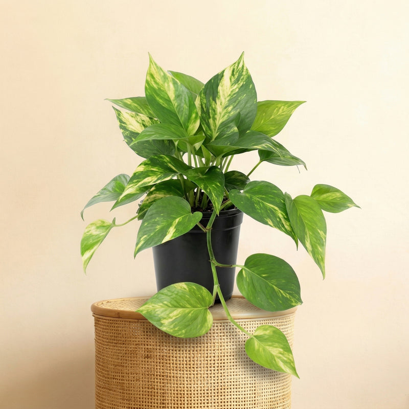 





Kunstpflanze Epipremnum Variegata | 23cm - Premium kunstplant van Florafy
