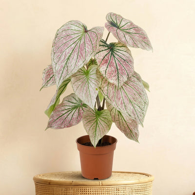 Sztuczna roślina Caladium Zielony Różowy | 57cm