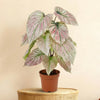 Kunstplant Caladium Groen Roze | 57cm
