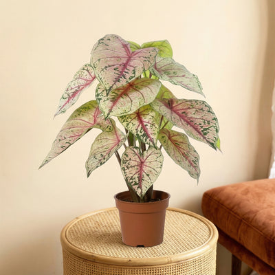 Sztuczna roślina Caladium Biały Różowy | 57cm