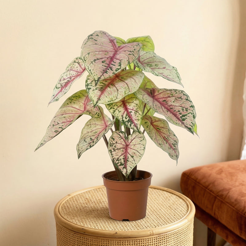 





Umělá rostlina Caladium Bílo Růžové | 57cm - Premium kunstplant van Florafy
