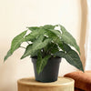 Kunstplant Syngonium | 15cm