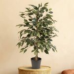 





Plante Artificielle Ficus Benjamina Variegata | 85cm - Premium kunstplant van Florafy
 thumbnail