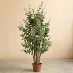 





Kunstpflanze Eucalyptus Groen | 120cm - Premium kunstplant van Florafy
 thumbnail