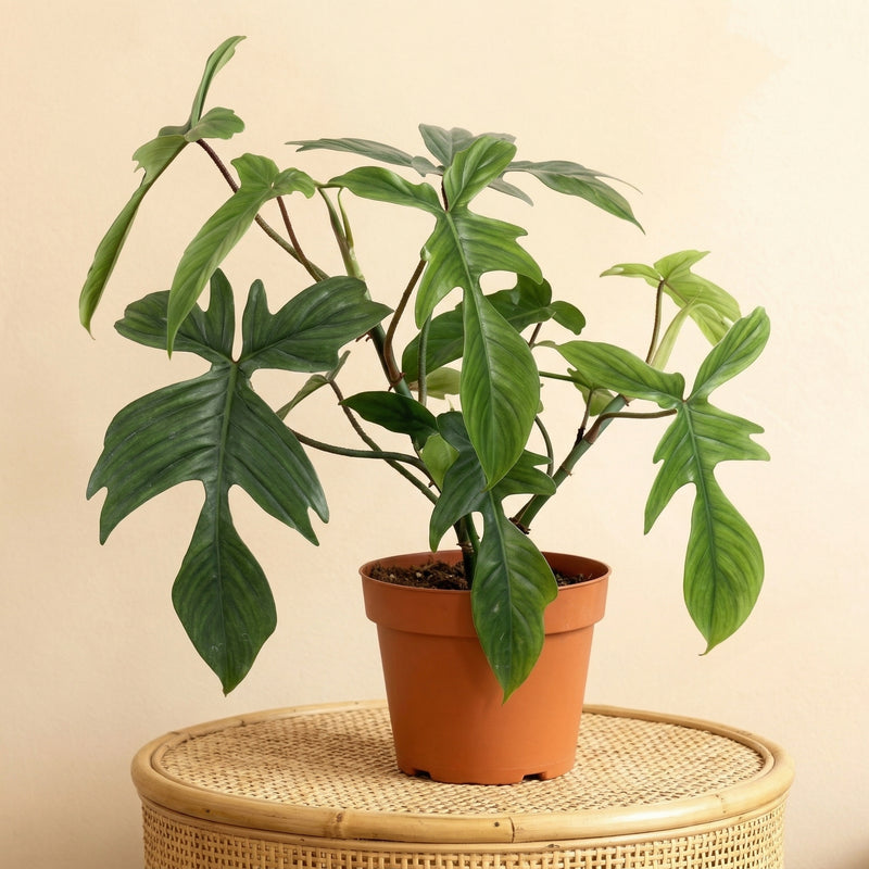 





Umelá Rastlina Philodendron Florida - Premium kunstplant van Florafy
