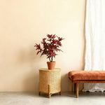 





Sztuczne drzewo Klon | 53cm - Afbeelding 7
 thumbnail