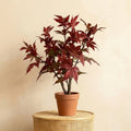 Kunstplant Esdoorn | 53cm