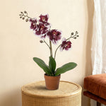 





Kunstpflanze Phalaenopsis Orchidee Violett Weiß - Premium kunstplant van Florafy
 thumbnail