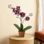 





Orchideen-Strauß | Kunstblumen-Mix - Afbeelding 9
 thumbnail