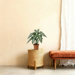 





Umelá rastlina Alocasia Polly | 49cm - Afbeelding 5
 thumbnail