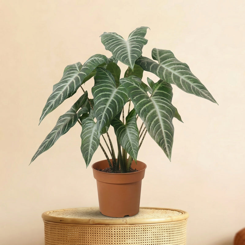 Kunst Alocasia Kopen | Premium Kunstplanten | Florafy